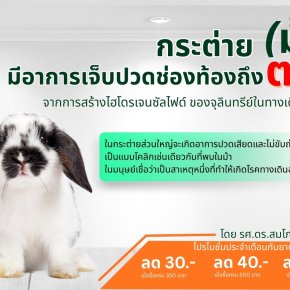กระต่าย (ม้า) มีอาการเจ็บปวดช่องท้องถึงตายจากการสร้างไฮโดรเจนซัลไฟด์ของจุลินทรีย์ในทางเดินอาหาร!