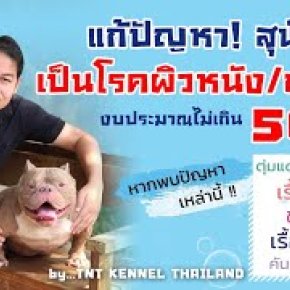 แก้ปัญหาสุนัขเป็นโรคผิวหนัง ขนร่วง งบประมาณไม่เกิน 500 บาท