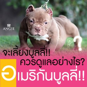 จะเลี้ยง "บูลลี่" ควรดูแลอย่างไร?