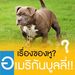 รูปแบบการตัดหูของอเมริกันบูลลี่...บูลลี่ทำไมต้องตัดหู?