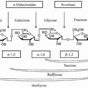 คุณสมบัติของอัลฟากาแลคโตซิเดส (α-galactosidase)