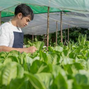 Kinh Doanh Rau Hữu Cơ Tại Việt Nam - Thị Trường Tăng Trưởng Mạnh Mẽ Và Cơ Hội Lớn Cho Doanh Nghiệp