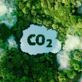 Vì sao việc trồng cây lại giúp hấp thụ carbon dioxide (CO2) ?