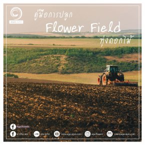 Flower Field Planting Guide