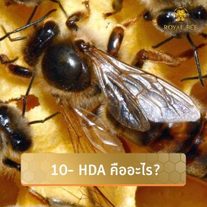 10-HDA : สุดยอดสารอาหารที่มีเฉพาะในนมผึ้งเท่านั้น ลดโอกาสการเกิดเซลล์ผิดปกติ และลดอาการวัยทองได้เป็นอย่างดี