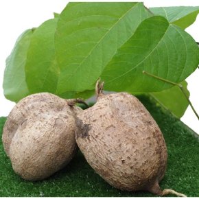 Pueraria Mirifica or White Kwao Krua