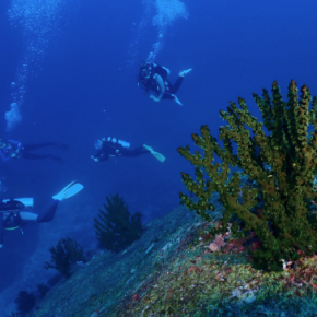 8 Reasons Why You Must Learn Scuba Diving 