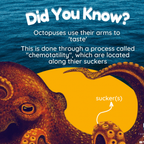 Octopuses use their arms to  'taste'