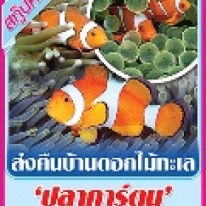 'ปลาการ์ตูน' 'นีโม่ไทย' ยังต้องเพิ่ม