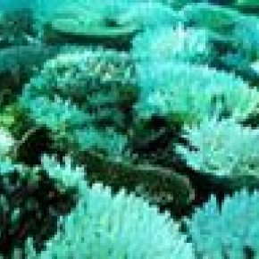 ปะการังฟอกขาว 90%ในแหล่งท่องเที่ยว