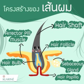 Interesting hair structure to care for healthy hair deeply.