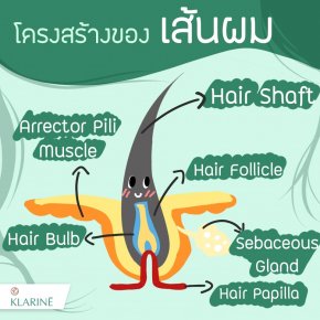 Interesting hair structure to care for healthy hair deeply.