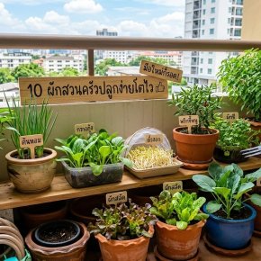 ผักสวนครัวปลูกง่ายๆ