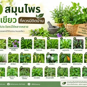 30สมุนไพรหมอเขียว