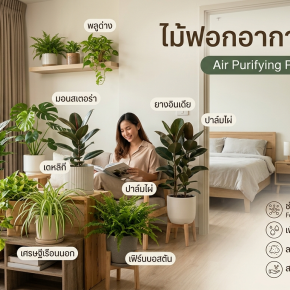 ต้นไม้ฟอกอากาศ