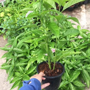 ว่านง็อก