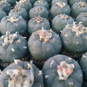 Top questions for the new Lophophora babysitter williamsii or peyote 