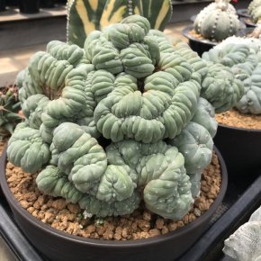 Scientists classify the species of Lophophora species into 5 main lines 