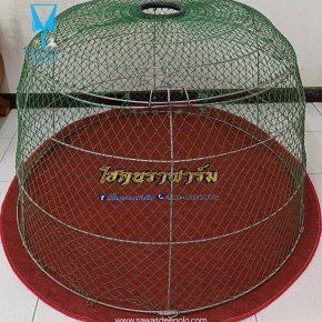 ขอบพระคุณ โชคนราฟาร์ม  พรมรองสุ่มไก่ เย็บขอบ หนา 3-4 มิล  มุ้งไก่ชน ตัดเย็บด้วยผ้าสีเดียวทั้งหลัง เย็บผ้าทับหูแขวนไม่หลุดง่ายl เย็บเก็บชายมุ้ง  มีบริการปักชื่อ และโลโก้  สนใจสอบถามเพิ่มเติม  https://line.me/ti/p/VJeTnWFnQS  www.sawasdeepolo.com ️ 08422540