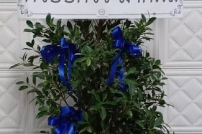 ส่งพวงหรีดต้นไม้  วัดพระศรีมหาธาตุ 