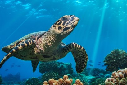 การเกิดมาเป็นคน ยากเป็นอันดับหนึ่ง