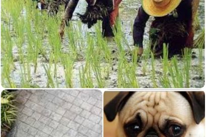 พระพุทธเจ้าว่า ทำบุญไม่ถูกที่ไม่ได้บุญ ทำดีไม่ถูกที่ไม่ได้ดี