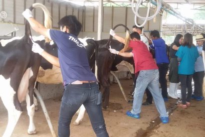 ธุรกิจบริหารผสมเทียมและรักษา