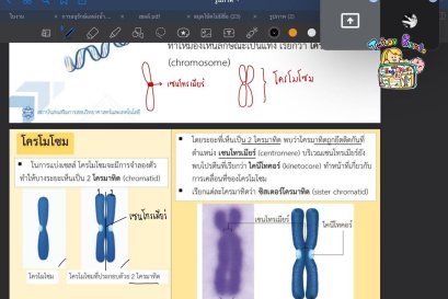 tutorbento.com รีวิว