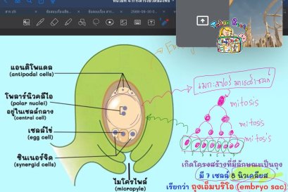 tutorbento.com รีวิว