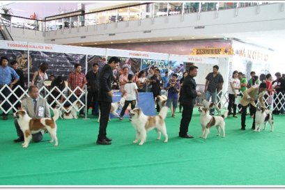 บางแก้วกับการประกวด