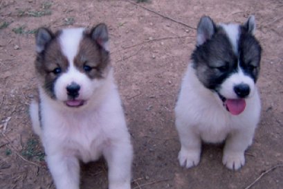 พัฒนาการของลูกสุนัขไทยบางแก้ว