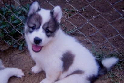 การดูแลลูกสุนัขบางแก้ว