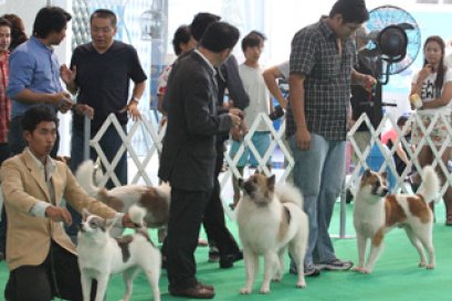 สุนัขไทยบางแก้วในวันนี้