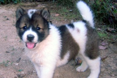 ว่าด้วยเรื่องหน้าสุนัขไทยบางแก้ว