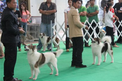 เมื่อบางแก้วเข้าสู่ความเป็นสากล