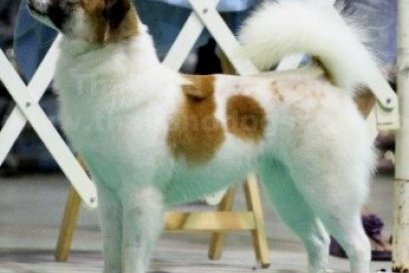 TH.CH.MUMNUNG'S SANGJAN (แสงจันทร์)