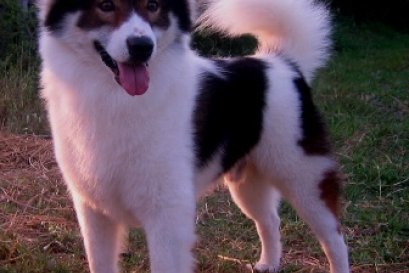 TH.CH.PORTER (พ็อตเตอร์)