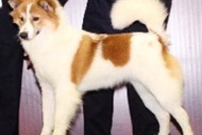 MUMNUNG'S MAMEE (มะหมี่)