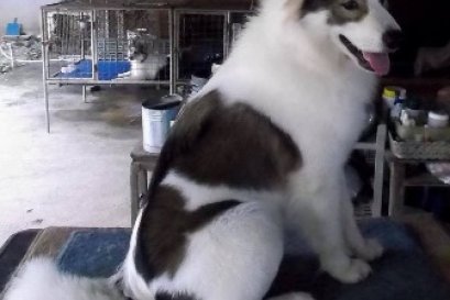 MUMNUNG CPTLK56-6 KCTH GMST GODFATHER (ก็อตฯ)