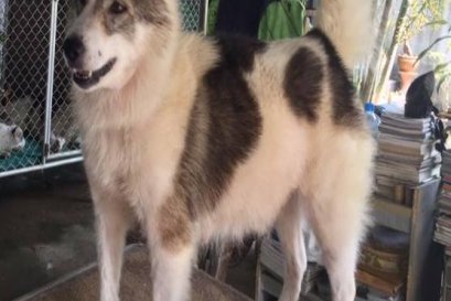 MUMNUNG 'S NUN-NGERN (หนุนเงิน)