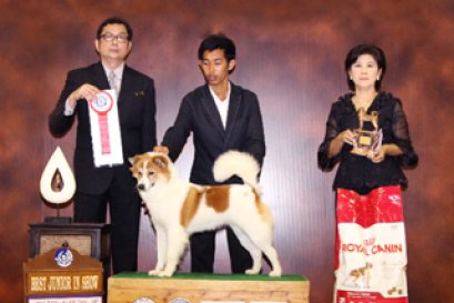 The Mall Toy Dog Championship Show 2/2012