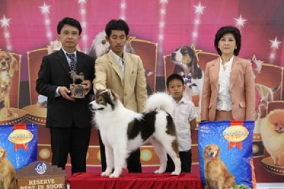 THE MALL TOY DOG CHAMPIONSHIP SHOW 1/2012