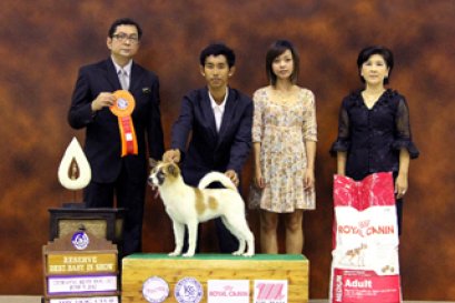 The Mall Toy Dog Championship Show 2/2012