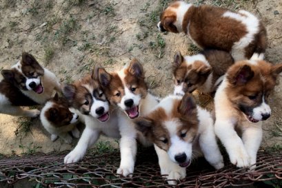 ลูกสุนัขพร้อมเลี้ยง