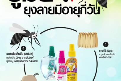  ยุงลายมีอายุกี่วัน