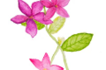 ปี 2561 ศิลปะเด็ก : วาดดอกไม้...ระบายสีน้ำ