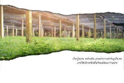 เจียวกู้หลาน ภูเชียงทา