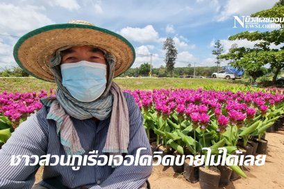 โควิดระบาดชาวสวนภูเรือขายดอกบัวสวรรค์หรือดอกกระเจียวขายไม่ได้ (คลิป)