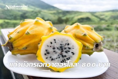 ไร่พ่อจอมปลูกแก้วมังกรเอกวาดอร์กิโลละ 800 บาท (คลิป)