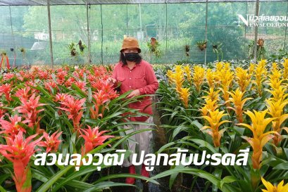 สวนลุงวุฒิ ปลูกเพาะขยายพันธ์สับปะรดสีใหญ่สุดในประเทศ